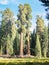 Sequoia trees surround meadow