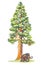 Sequoiadendron (Mammoth tree)