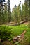 Sequoias in beautiful sequoia national park