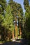 Sequoias in beautiful sequoia national park