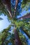 Sequoias in California view from below