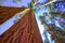 Sequoias in California view from below