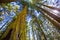 Sequoias in California view from below