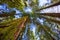 Sequoias in California view from below