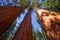 Sequoias in California view from below