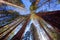 Sequoias in California view from below