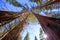 Sequoias in California view from below