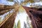 Sequoias in California view from below