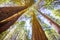 Sequoias in California view from below