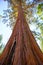 Sequoias in Mariposa grove at Yosemite National Park