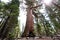 Sequoias at Mariposa Grove, Yosemite national park