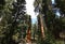 Sequoias at Mariposa Grove, Yosemite national park