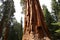 Sequoias at Mariposa Grove, Yosemite national park