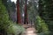 Sequoias at Mariposa Grove, Yosemite national park