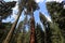 Sequoias at Mariposa Grove, Yosemite national park