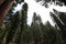 Sequoias at Mariposa Grove, Yosemite national park