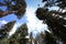 Sequoias at Mariposa Grove, Yosemite national park