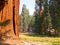 Sequoias by the meadow