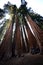 Sequoias Overwhelming in Size Puncture the Sky in a Sierra Afternoon