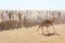Serabit el Khadim, South Sinai Egypt - September 12 2020 Camel race people waiting and watching camels