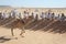 Serabit el Khadim, South Sinai Egypt - September 12 2020 Camel race people waiting and watching camels