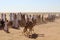 Serabit el Khadim, South Sinai Egypt - September 12 2020 Camel race people waiting and watching camels