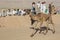 Serabit el Khadim, South Sinai Egypt - September 12 2020 Camel race people waiting and watching camels