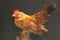 Serama rooster is perched on a dry log.