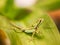 Serated Caquehesd Iguana on the leaf - Laemanctus serratus