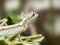 Serated Caquehesd Iguana portrait - Laemanctus serratus