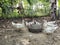 Serati ducks, Surati ducks, Manila ducks, entog, or stuck