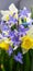 Serbia, Arandjelovac .. March 30. 2021. Blue Hyacinthus .. Narcissus .. Spring..