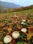 Serbia, Arandjelovac November 10, 2020. landscape .. Mushroom