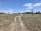 Serbia Deliblato sandy terrain landscape with scarce vegetation