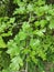 Serbia mountain Jelica forest crataegus monogyna jacq leaves