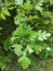 Serbia mountain Jelica forest crataegus monogyna jacq leaves