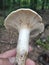 Serbia mountain Jelica forest mushroom Lactarius piperatus