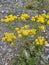 Serbia mountain Jelica Galium verum