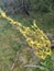 Serbia mountain Jelica Verbascum pulverulentum