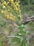 Serbia mountain Jelica Verbascum pulverulentum