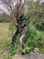 Serbia Sokobanja region tree struck by lightning