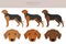 Serbian Hound clipart. All coat colors set.  All dog breeds characteristics infographic