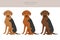 Serbian Hound clipart. All coat colors set. All dog breeds characteristics infographic