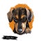 Serbian Hound pet digital art, watercolor hand drawn poritair of canine. Domestic animal from Serbia and Montenegro