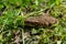 Serbian Spring Serenade: A Close-Up of a True Toad Frog in a Garden