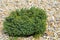 Serbian spruce Karel Picea omorica Karel - dwarf ornamental evergreen conifer