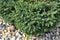 Serbian spruce Karel Picea omorica Karel - dwarf ornamental evergreen conifer