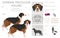 Serbian Tricolor Hound clipart. All coat colors set.  All dog breeds characteristics infographic