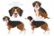 Serbian Tricolor Hound clipart. All coat colors set. All dog breeds characteristics infographic