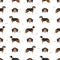 Serbian Tricolor Hound seamless pattern. All coat colors set. All dog breeds characteristics infographic